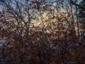 Dawn next to Pecks Corner shelter