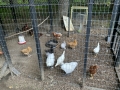 Chadds Ford, PA home farm