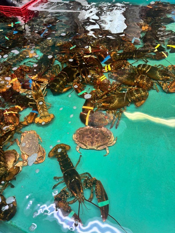 Maine2026-16