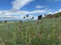 IMG_9141