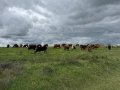 IMG_9185