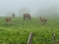 IMG_8819