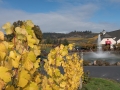 St. Innocent Winery, Salem, OR