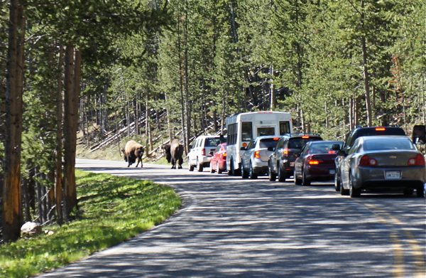 Bison on South Entrance Road - Yellowstone NP