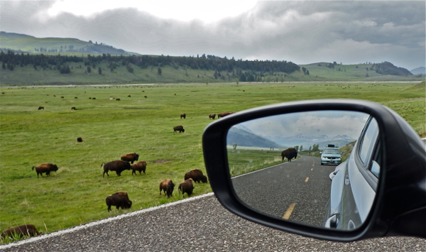 Lamar Valley - Yellowstone